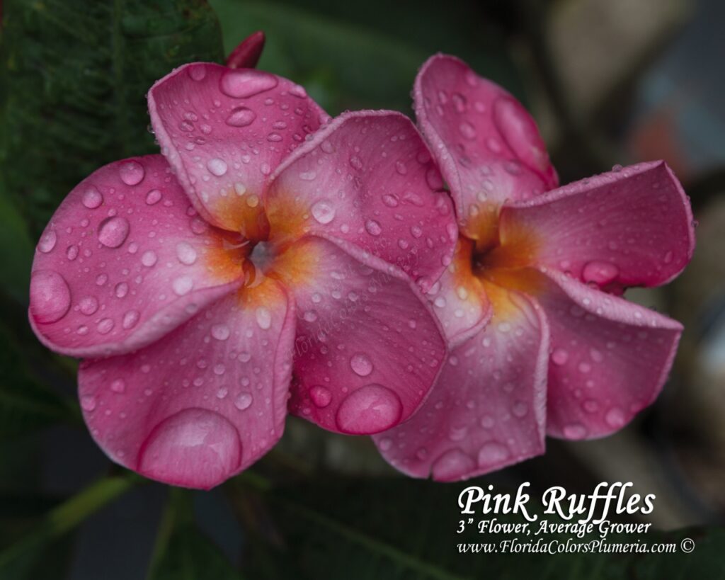 Pink Ruffles plumeria photo
