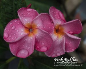 Pink Ruffles plumeria photo