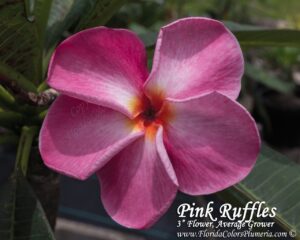 Pink Ruffles plumeria photo