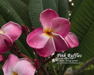 Pink Ruffles plumeria photo