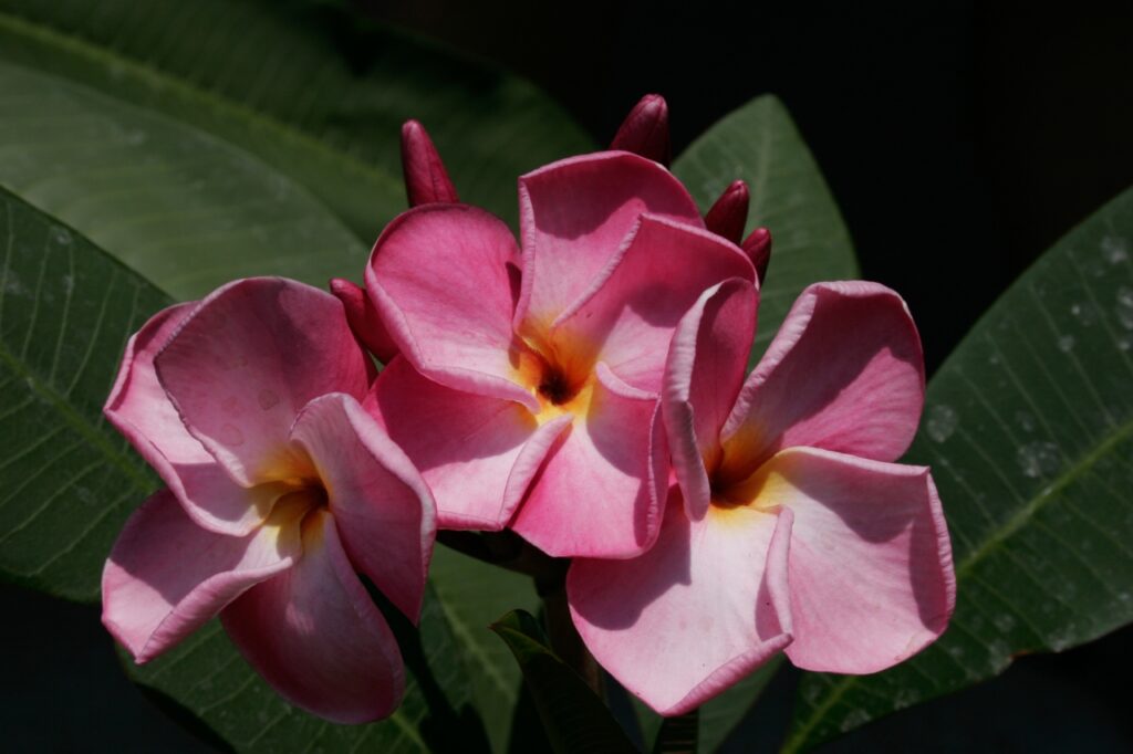 Pink Ruffles plumeria photo