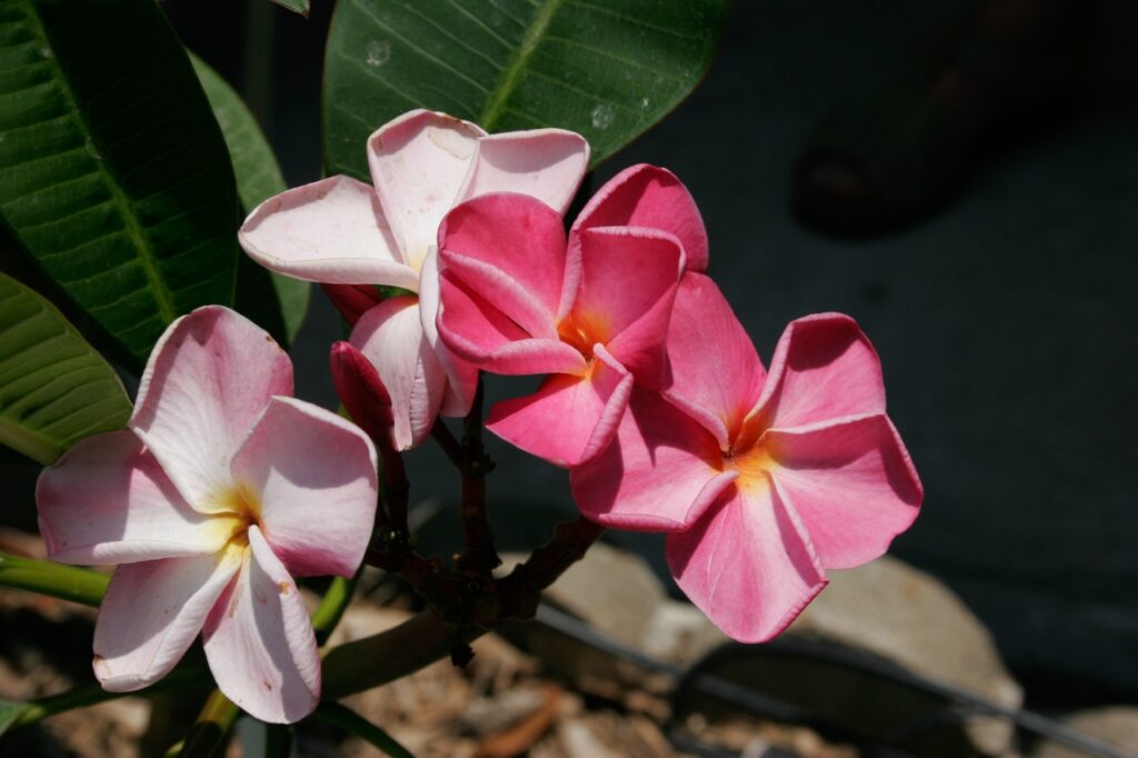 Pink Ruffles plumeria photo
