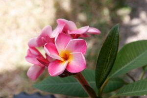 Pink Ruffles plumeria photo