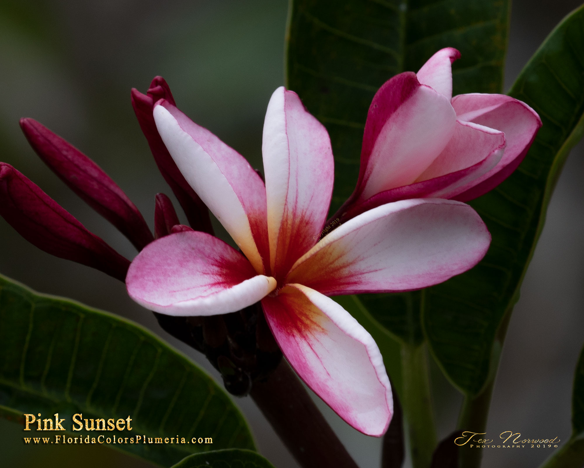 Pink Sunset plumeria photo