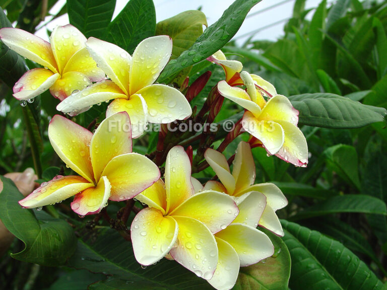 Lemon Ade plumeria flower