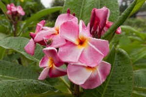 Pink Ruffles plumeria photo