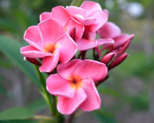 Pink Ruffles plumeria photo