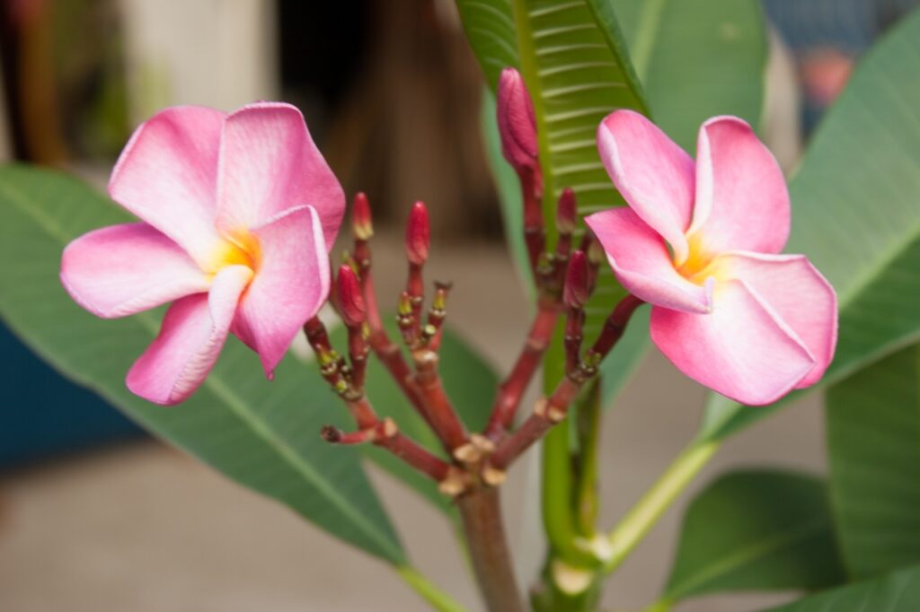 Pink Ruffles plumeria photo