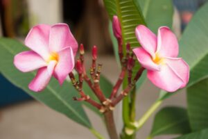 Pink Ruffles plumeria photo