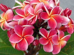 Gina plumeria photo