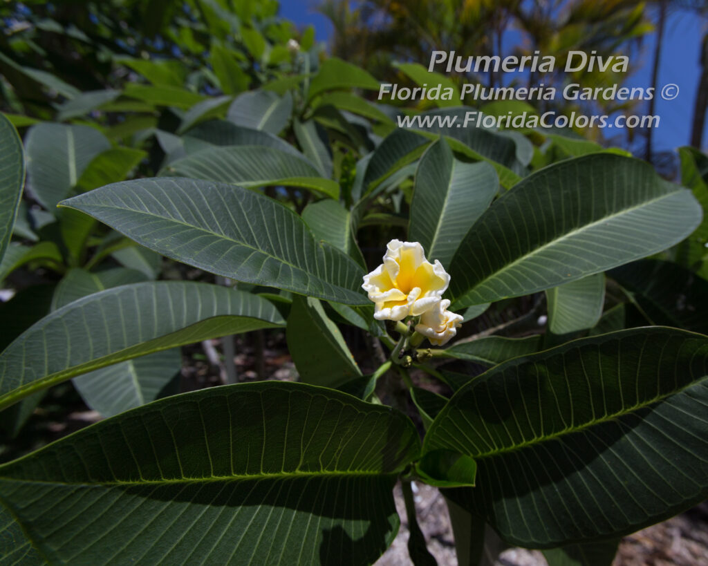 Plumeria Diva plumeria photo
