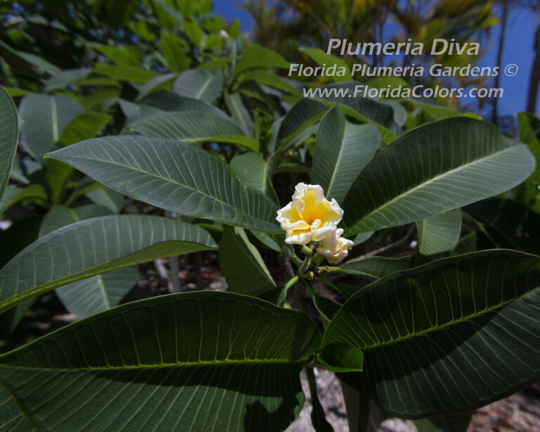Plumeria Diva plumeria photo