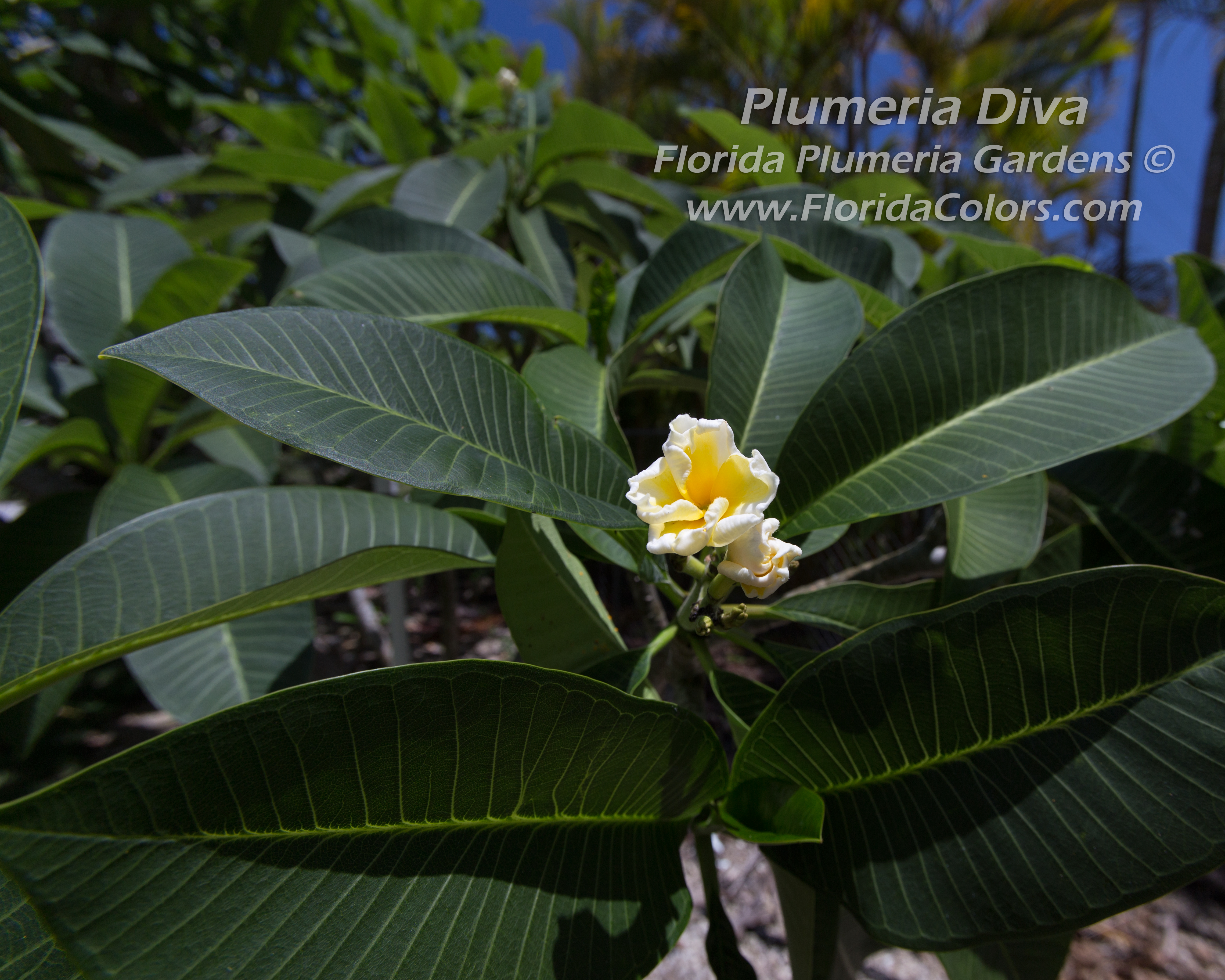 Plumeria Diva plumeria photo