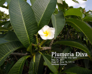 Plumeria Diva plumeria photo
