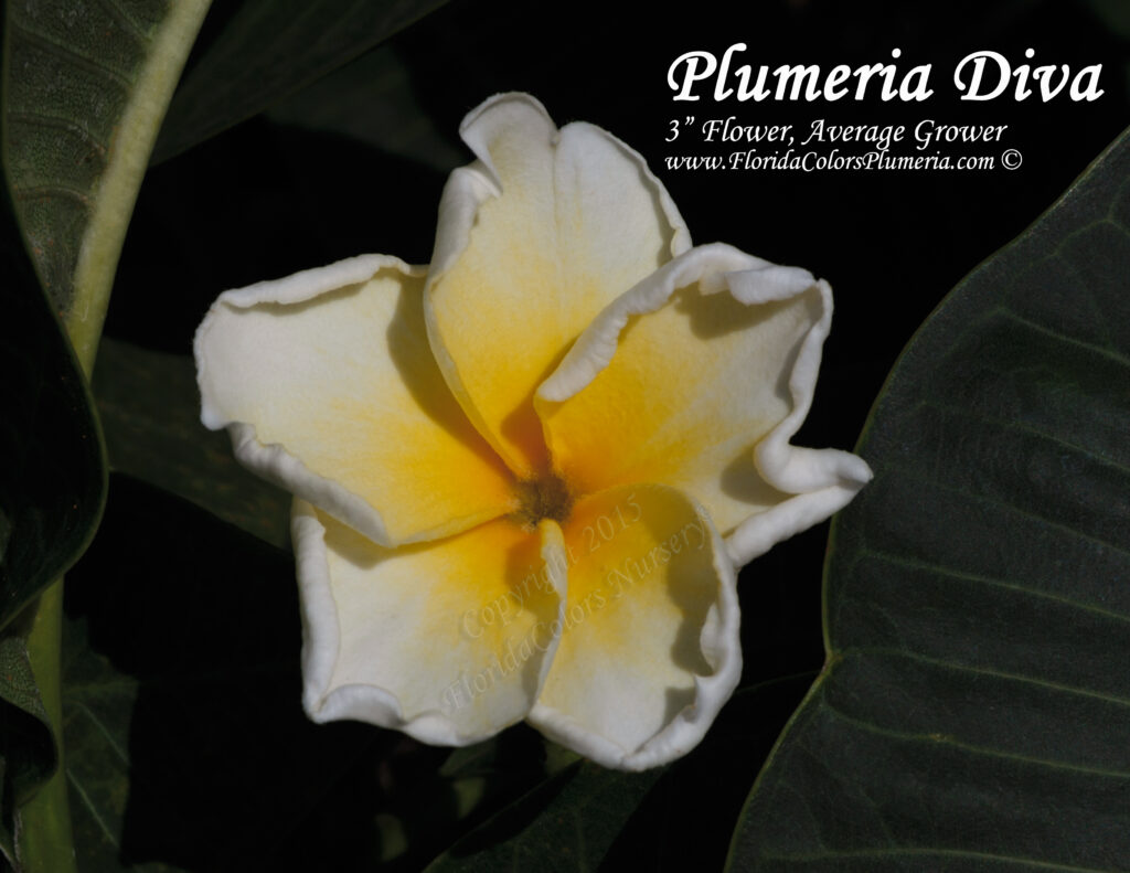 Plumeria Diva plumeria photo
