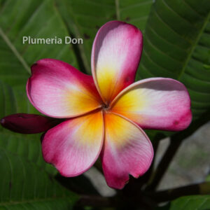 Plumeria Don plumeria