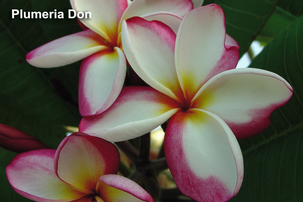 Plumeria Don plumeria flower photographed by Tex Norwood