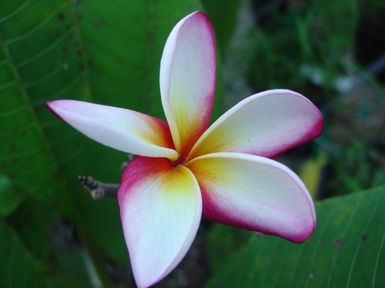 Plumeria Don plumeria flower photographed by Tex Norwood