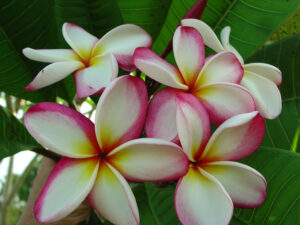 Plumeria Don plumeria flower photographed by Tex Norwood
