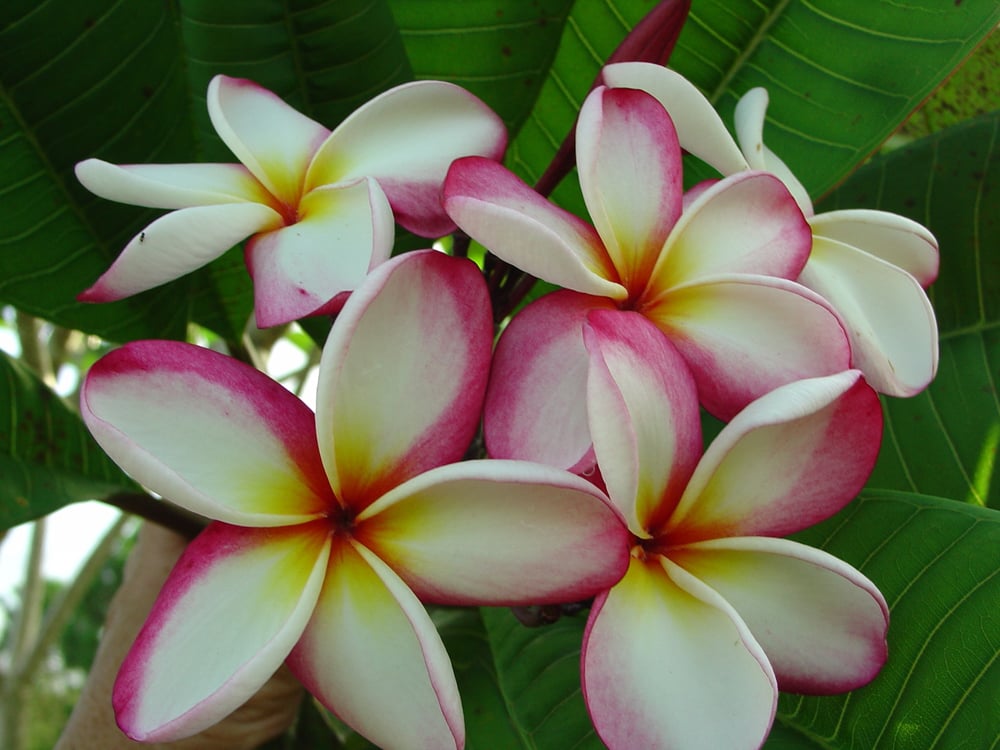 Plumeria Don plumeria flower photographed by Tex Norwood