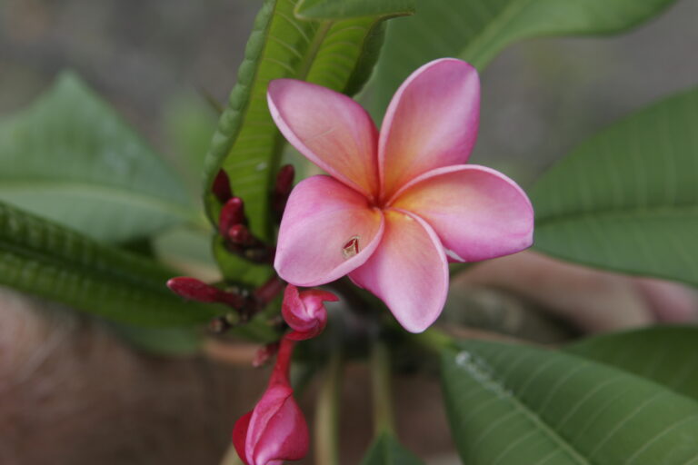 Polynesian Sunset plumeria photo