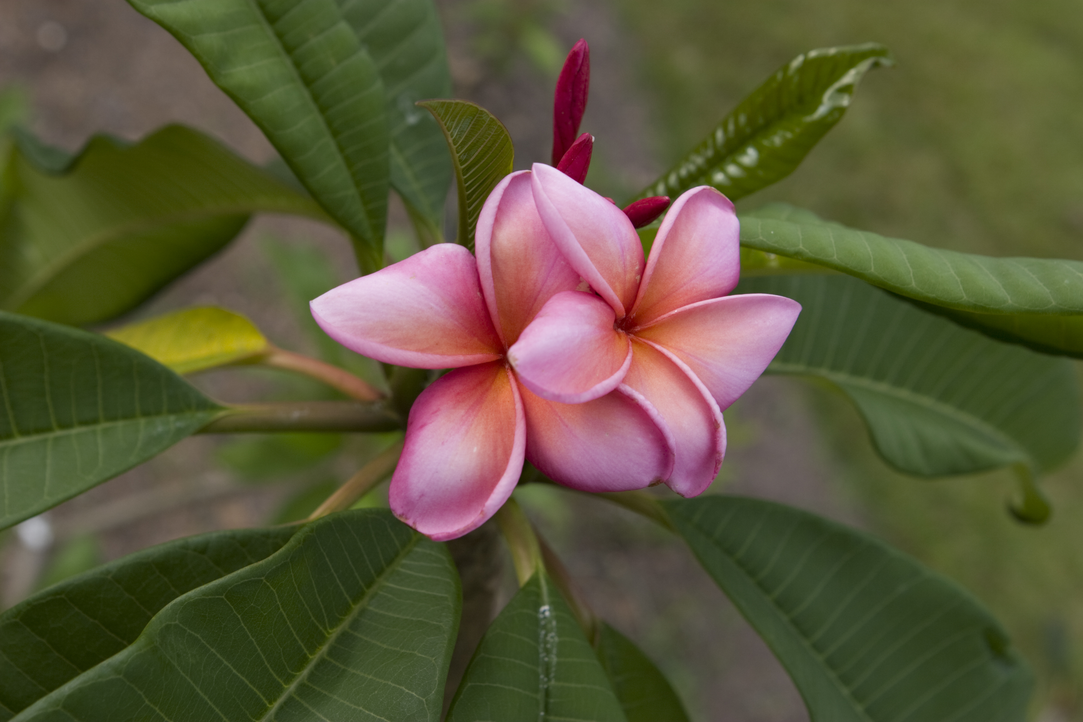 Polynesian Sunset plumeria photo