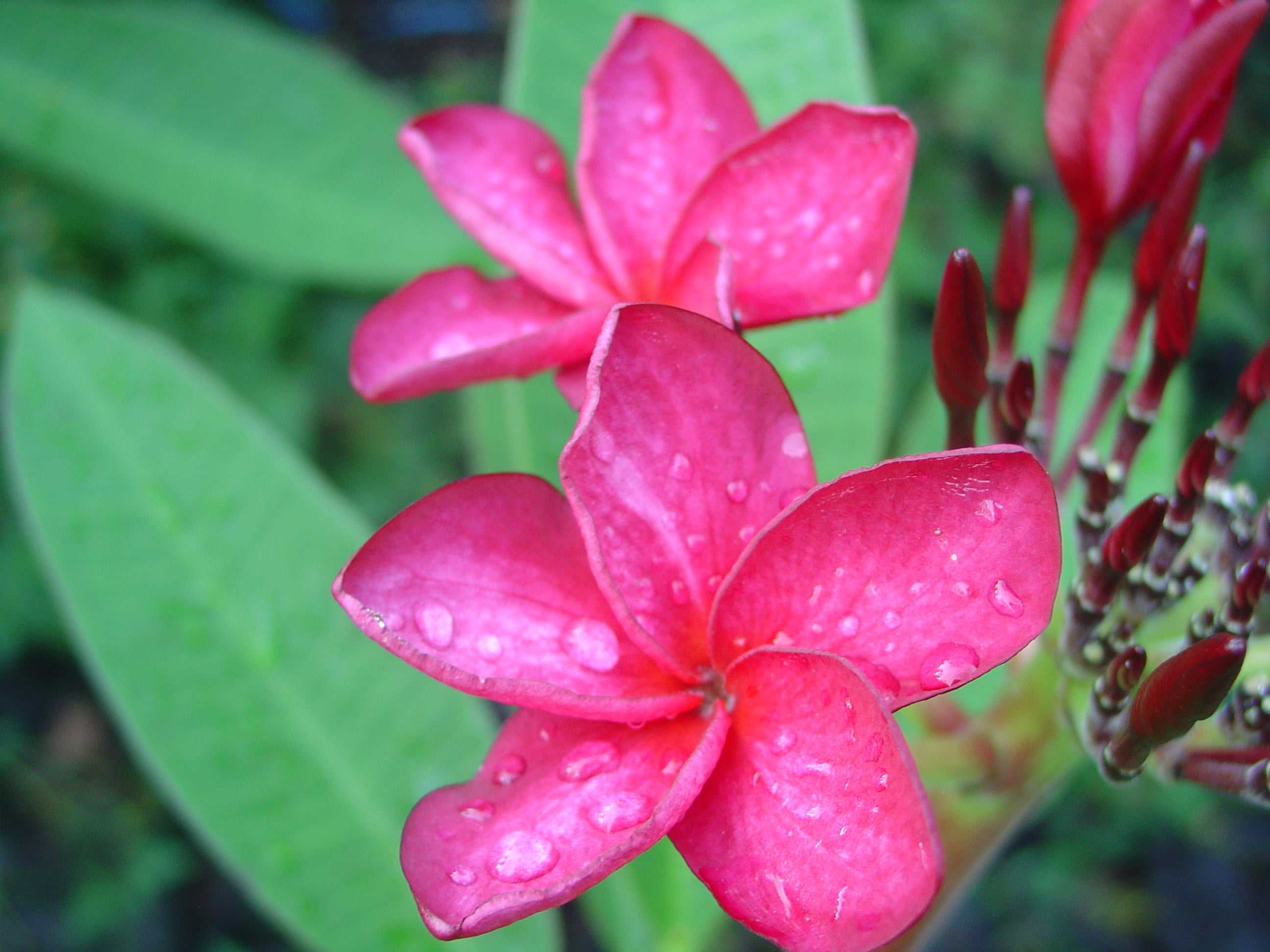 Pompano Pink plumeria photo