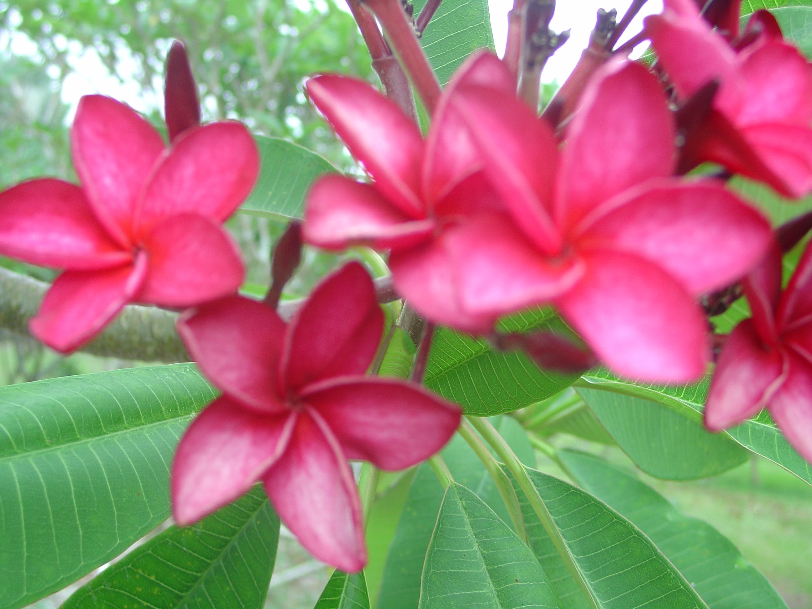 Pompano Pink plumeria photo