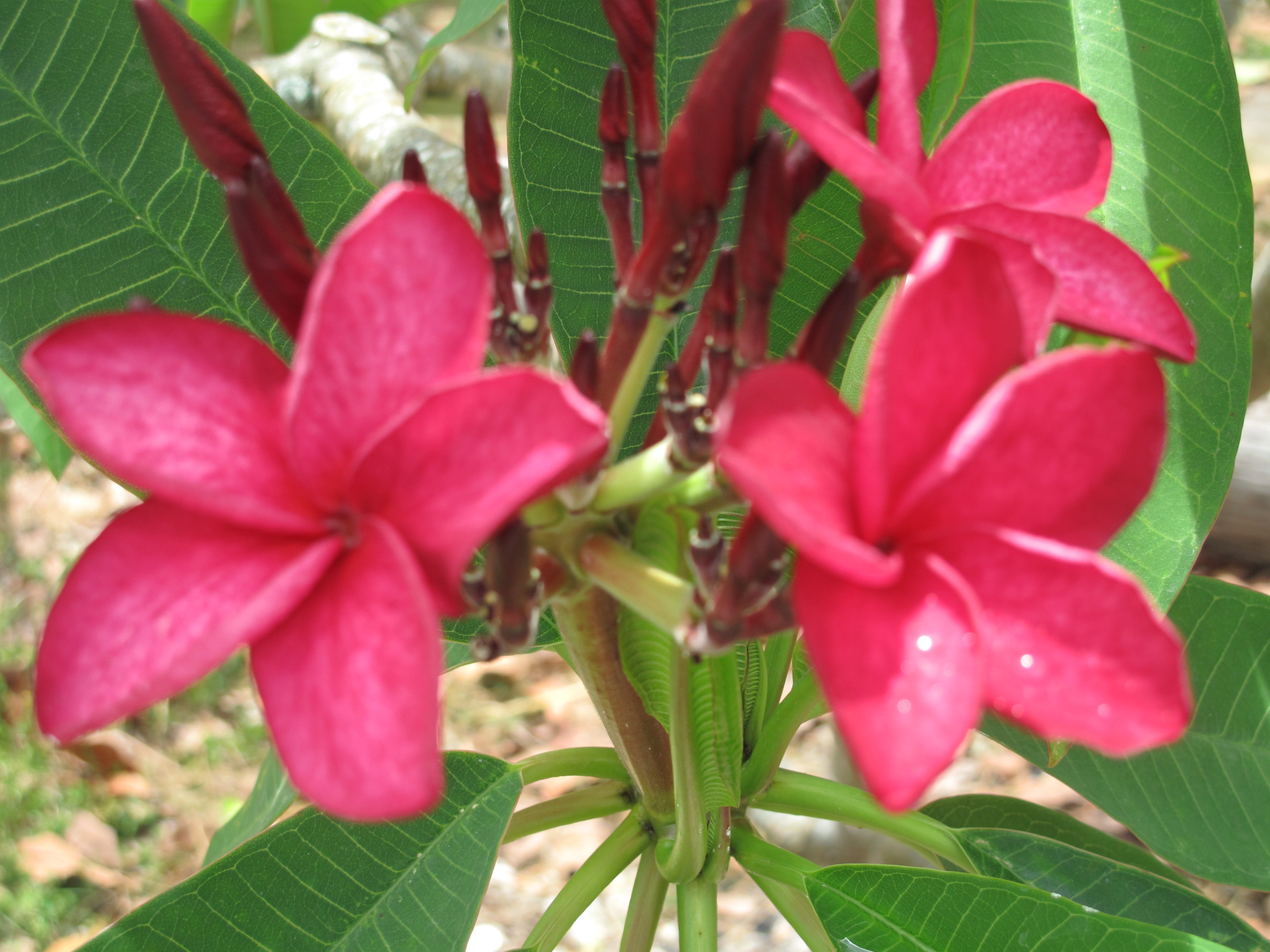 Pompano Pink plumeria photo