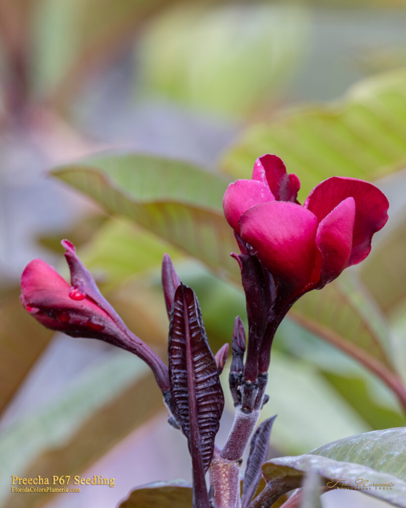 Preecha 67 plumeria photo