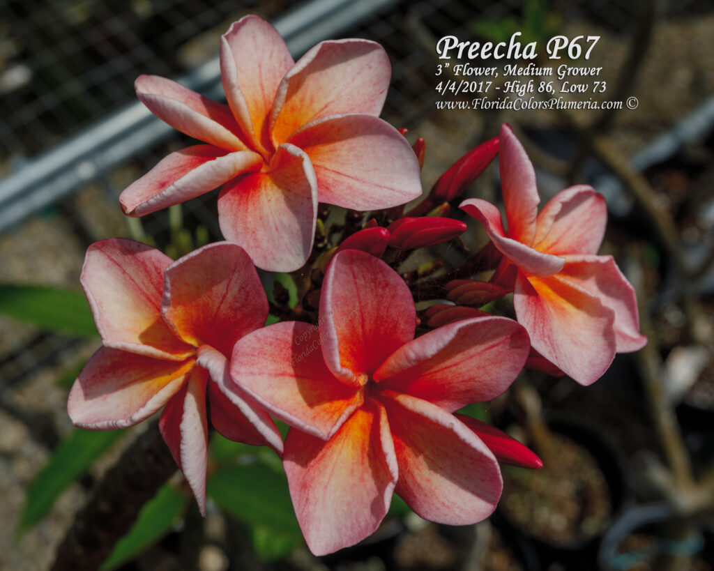 Preecha 67 plumeria photo