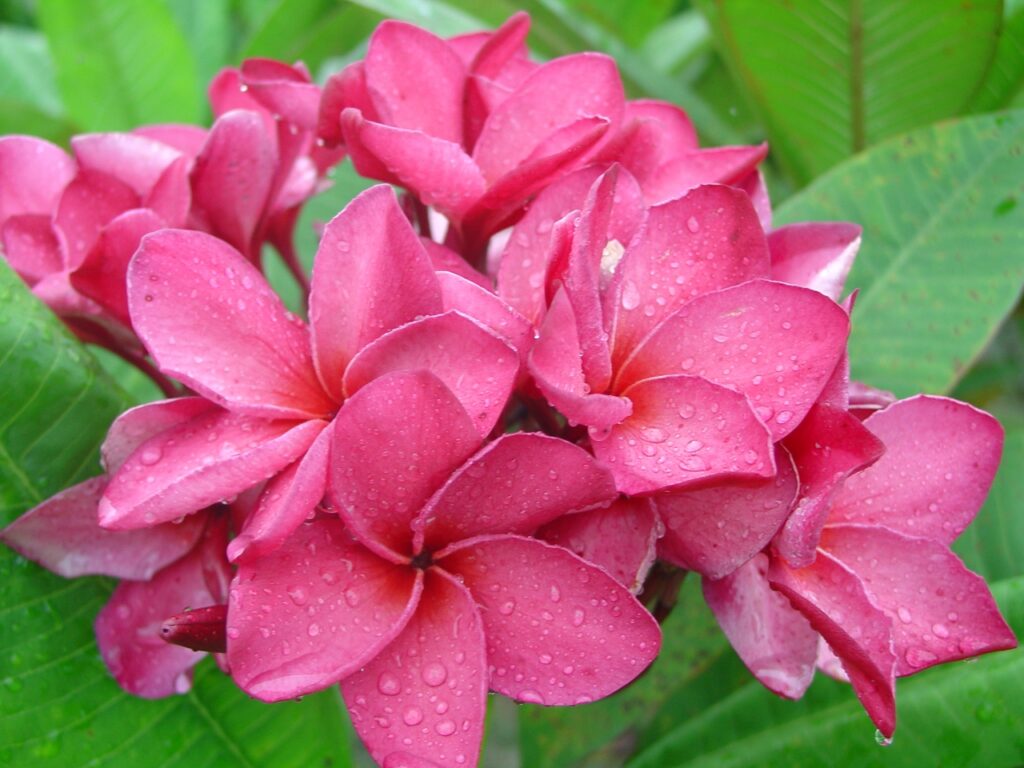 Princess Emma plumeria photo