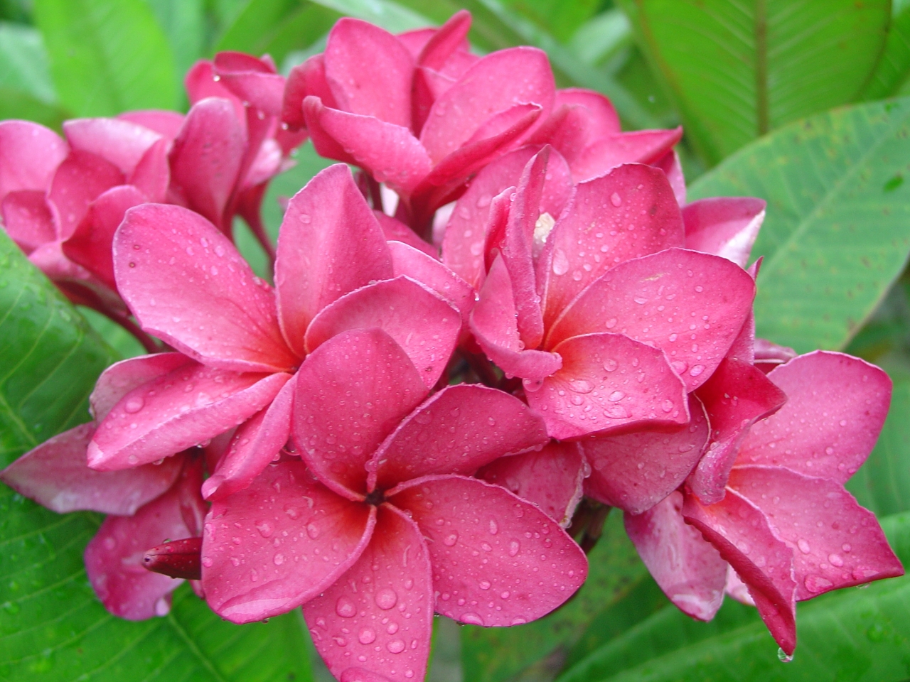 Princess Emma plumeria photo