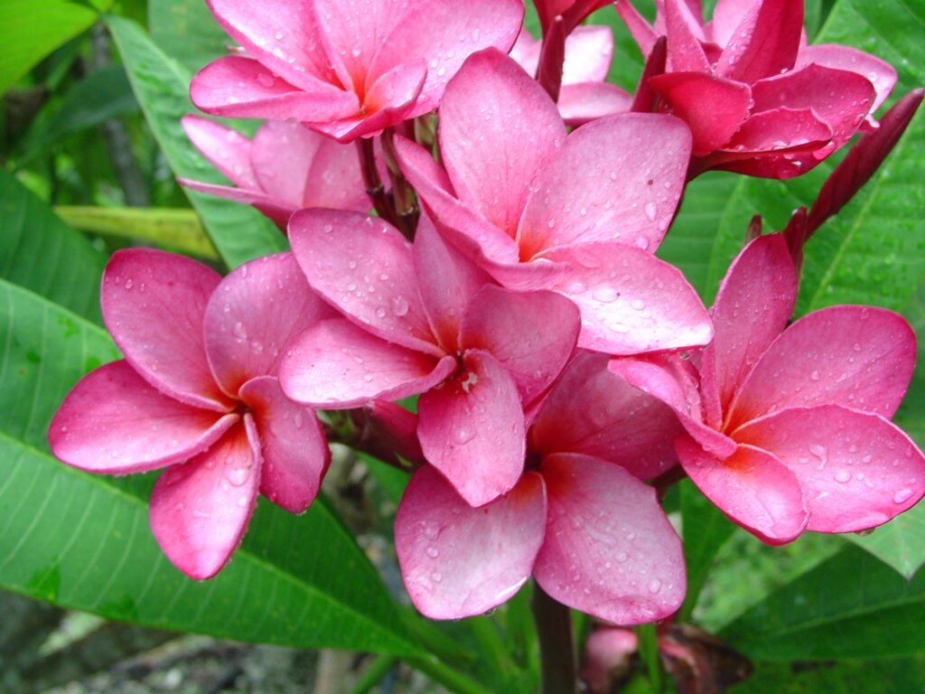 Princess Emma plumeria photo