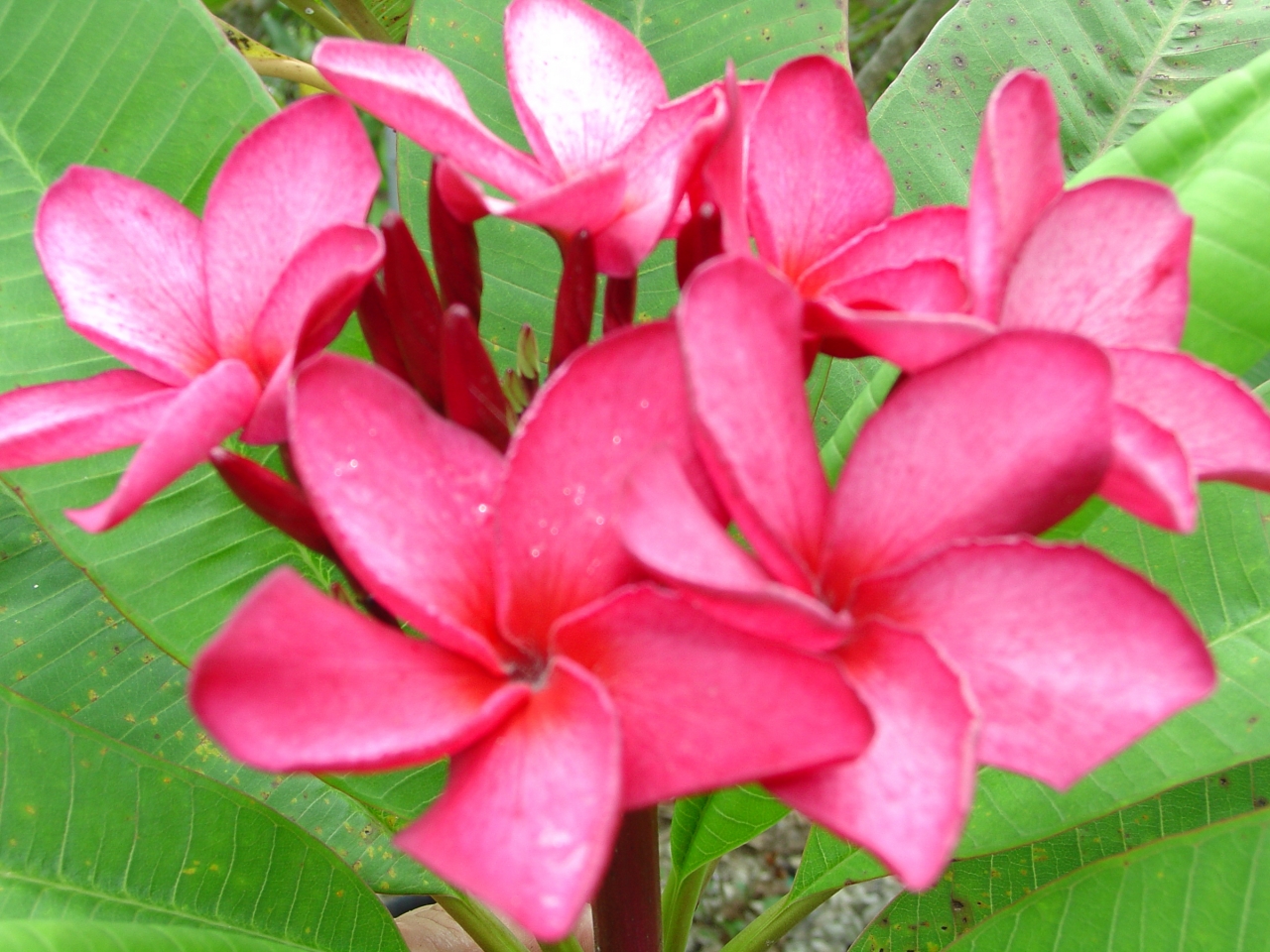 Princess Emma plumeria photo