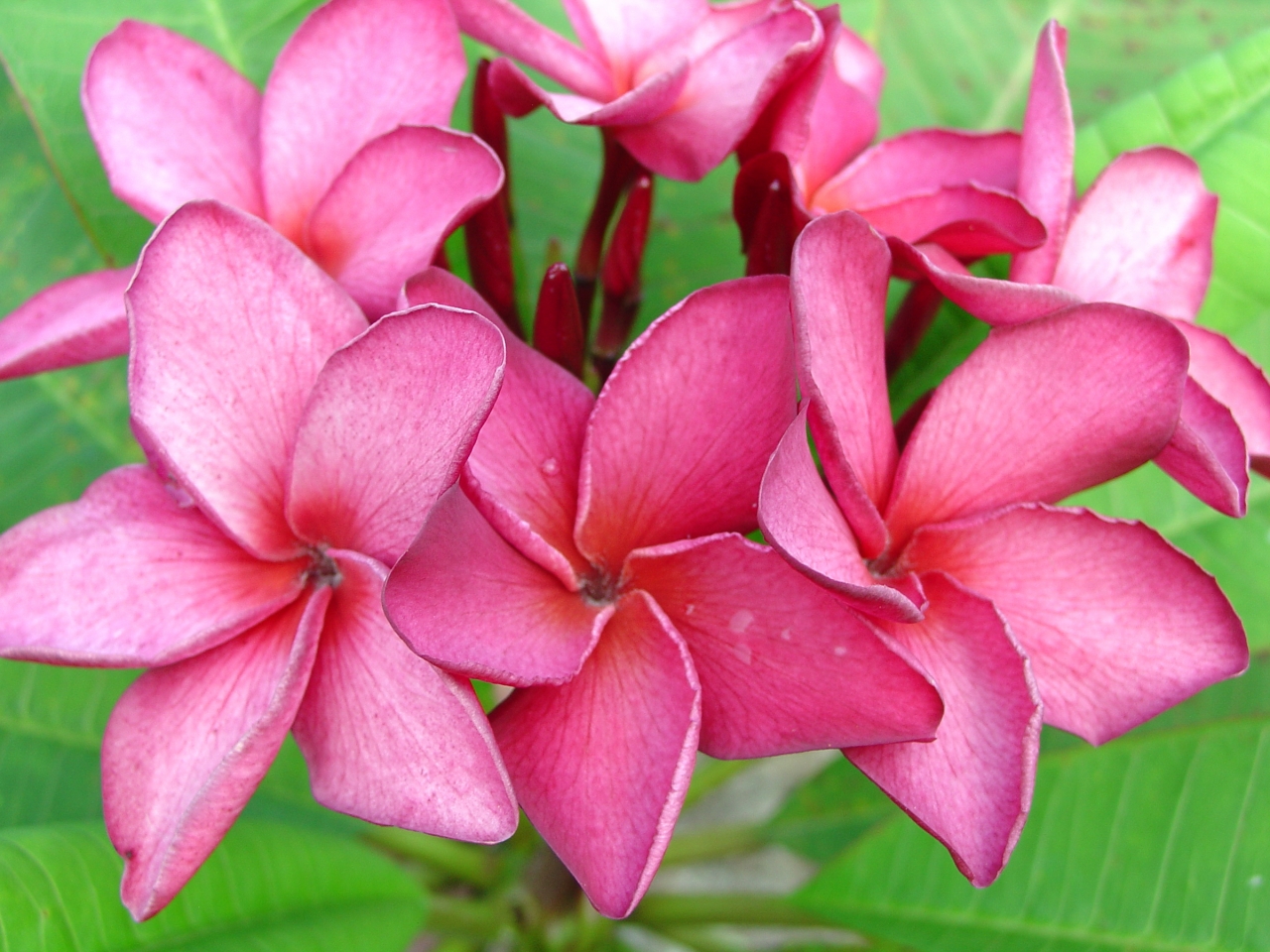 Princess Emma plumeria photo