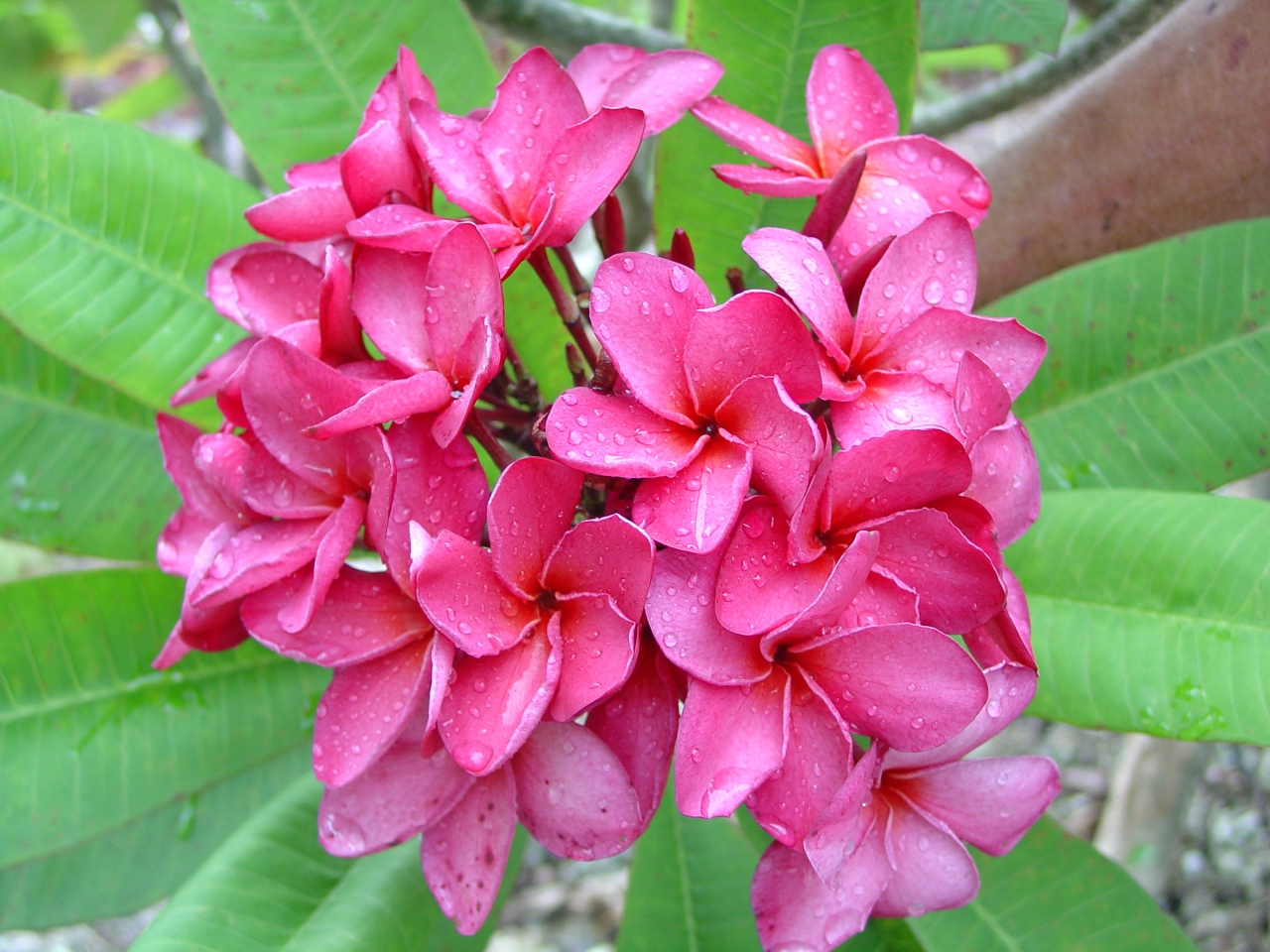 Princess Emma plumeria photo