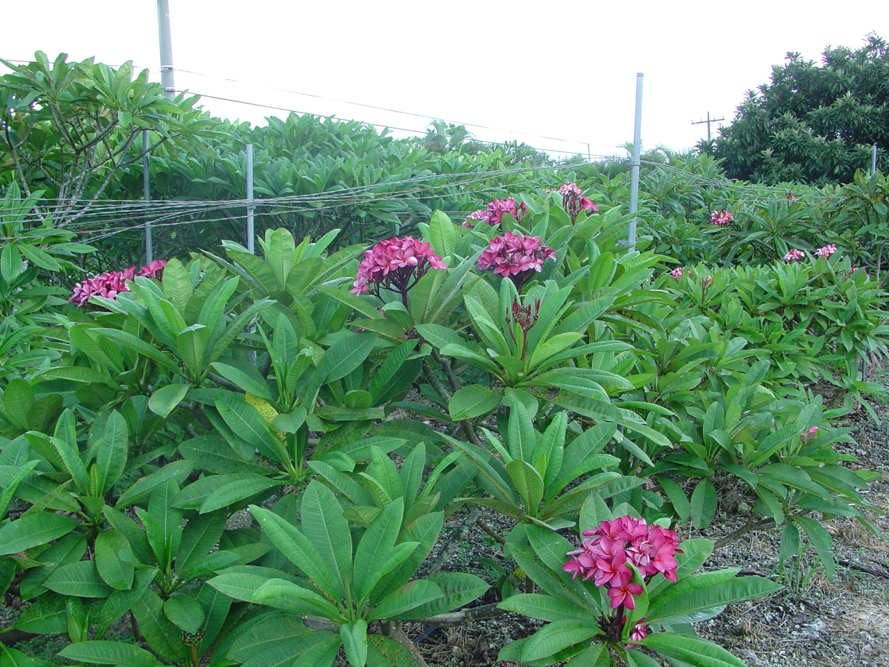 Princess Emma plumeria photo