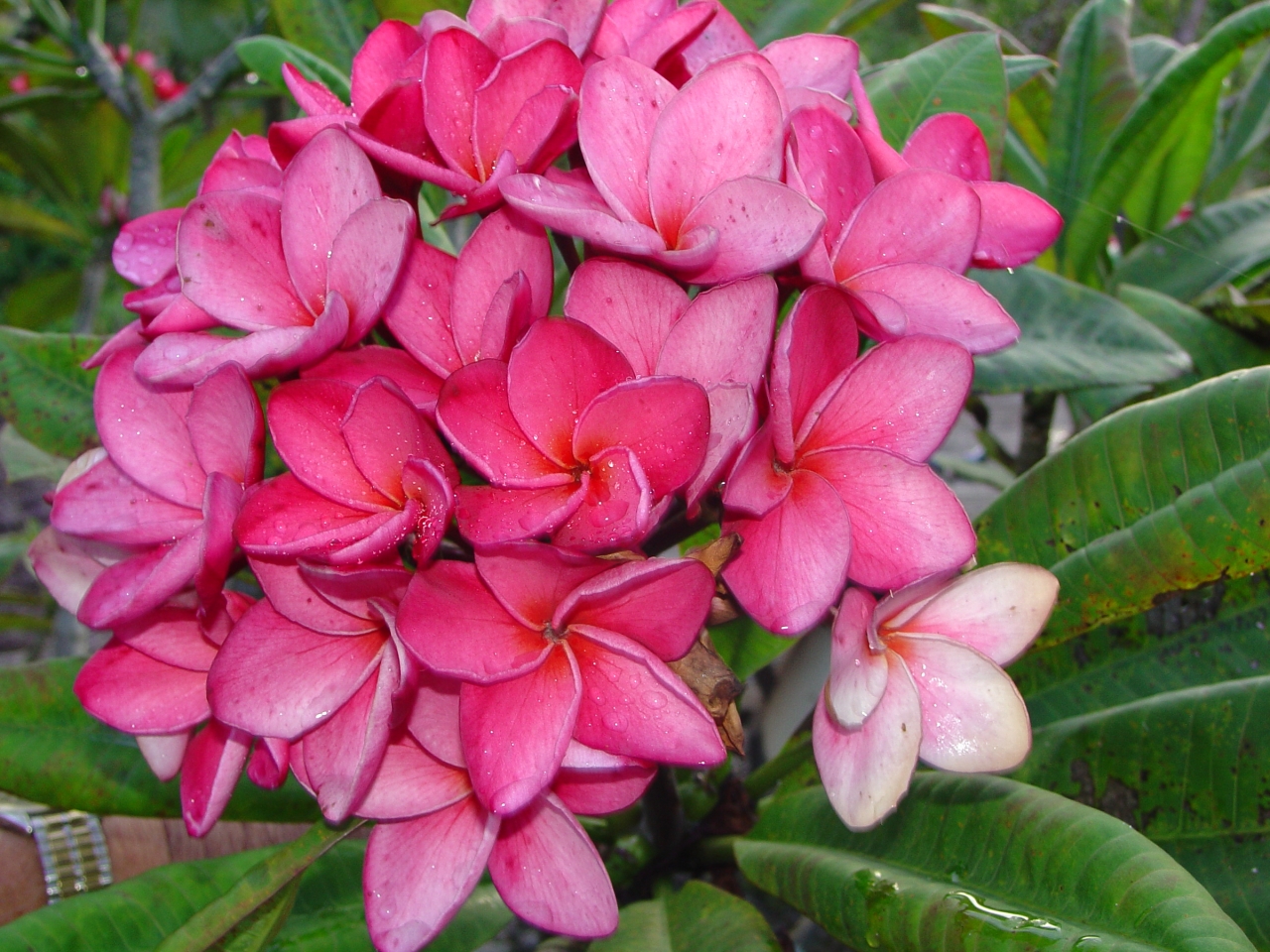 Princess Emma plumeria photo