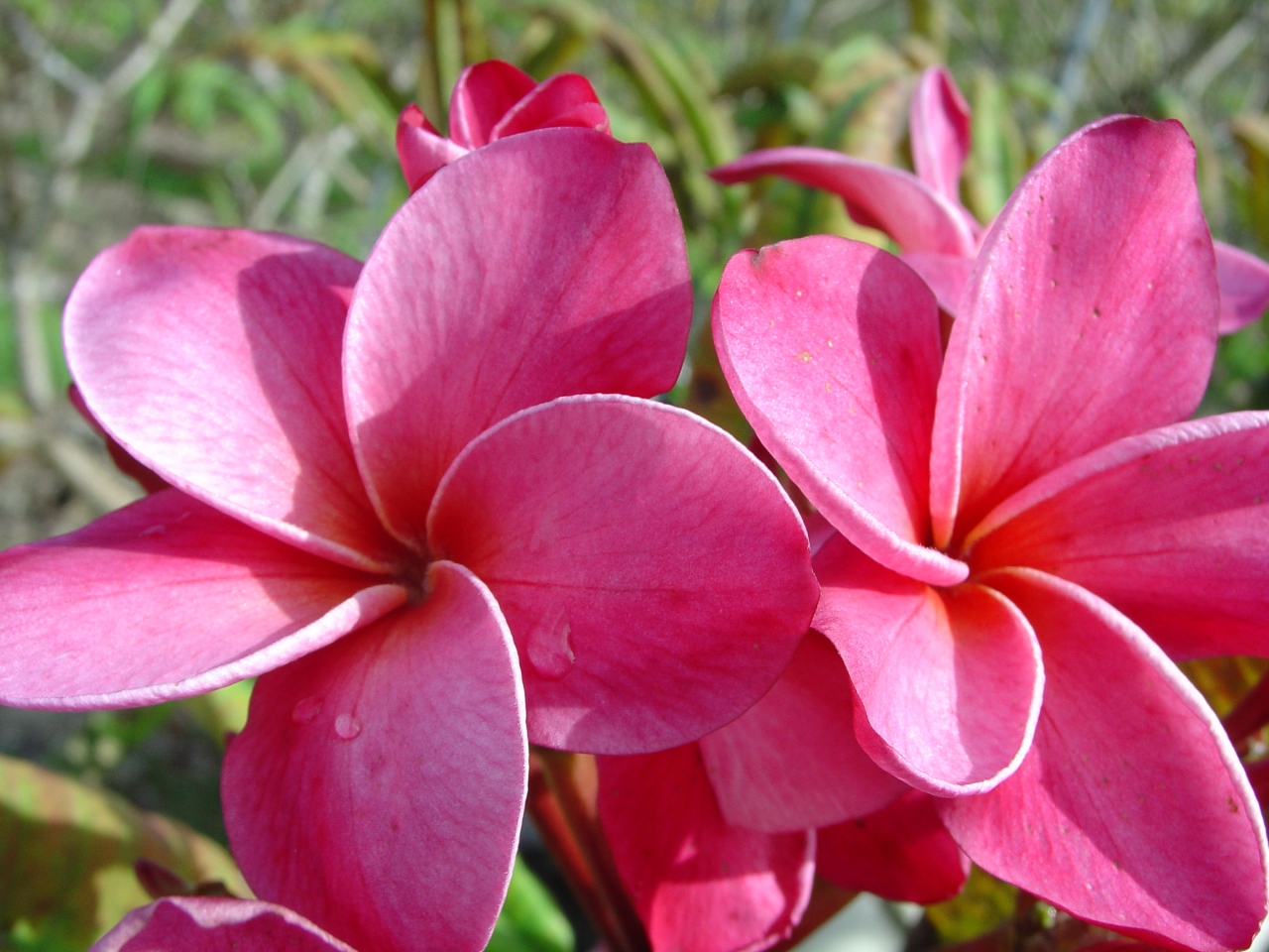 Princess Emma plumeria photo