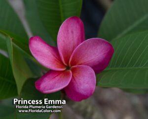 Princess Emma plumeria photo