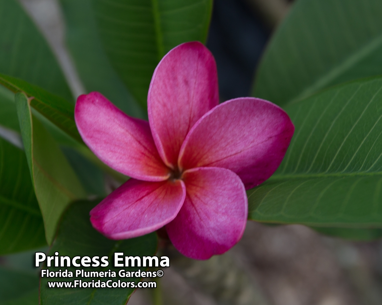Princess Emma plumeria photo