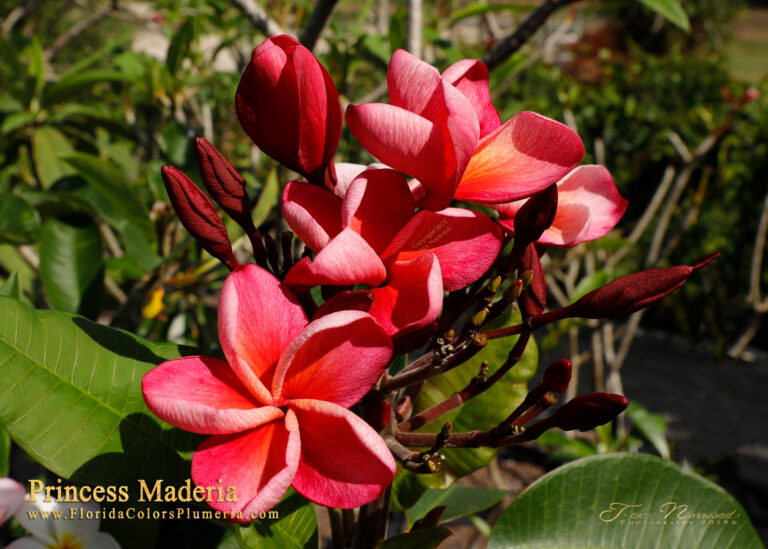 Princess plumeria photo