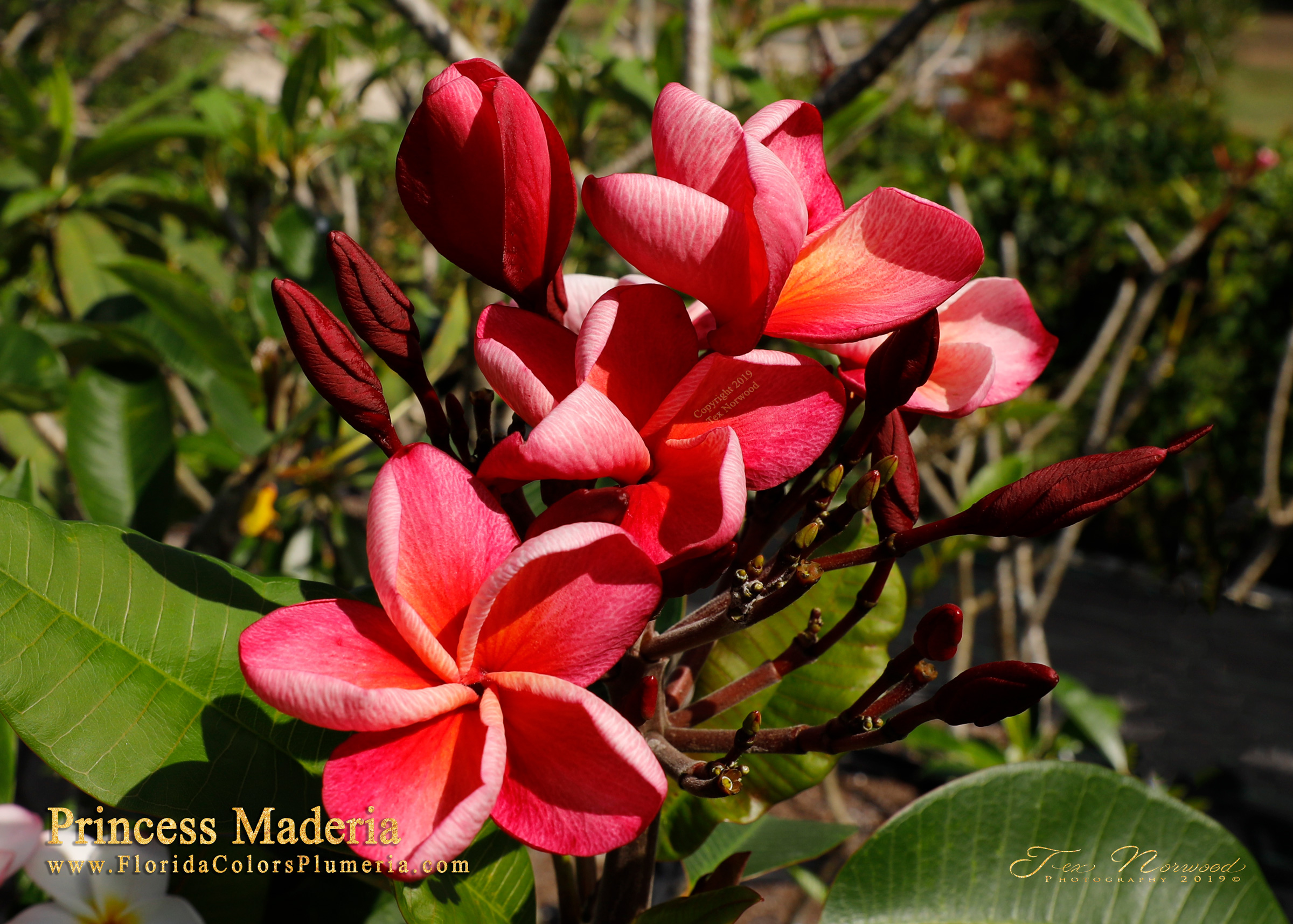 Princess plumeria photo
