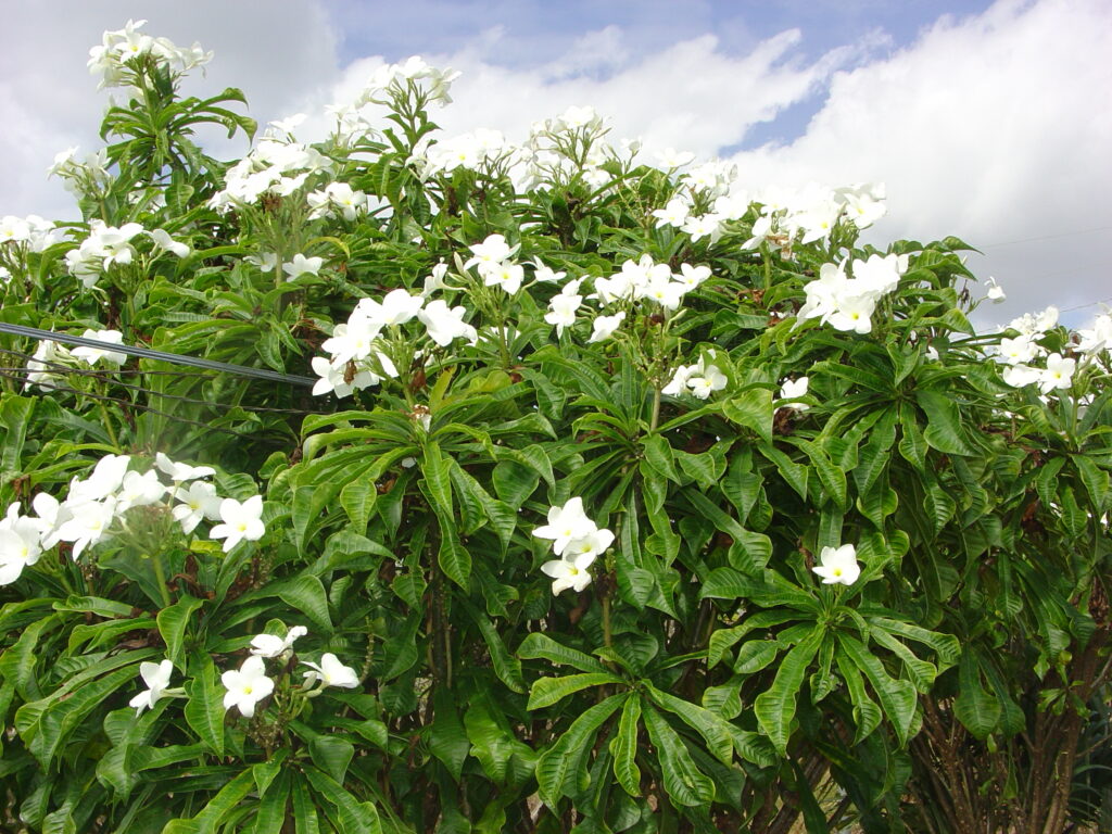 P. Pudica plumeria photo