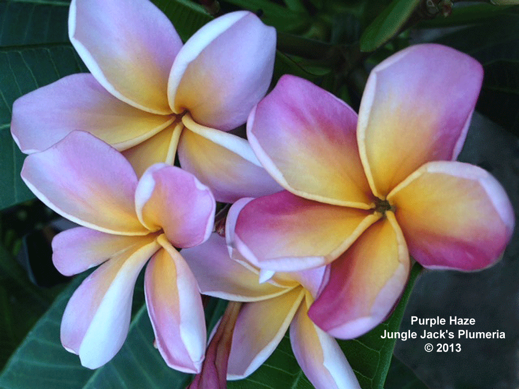 JJ Purple Haze plumeria photo