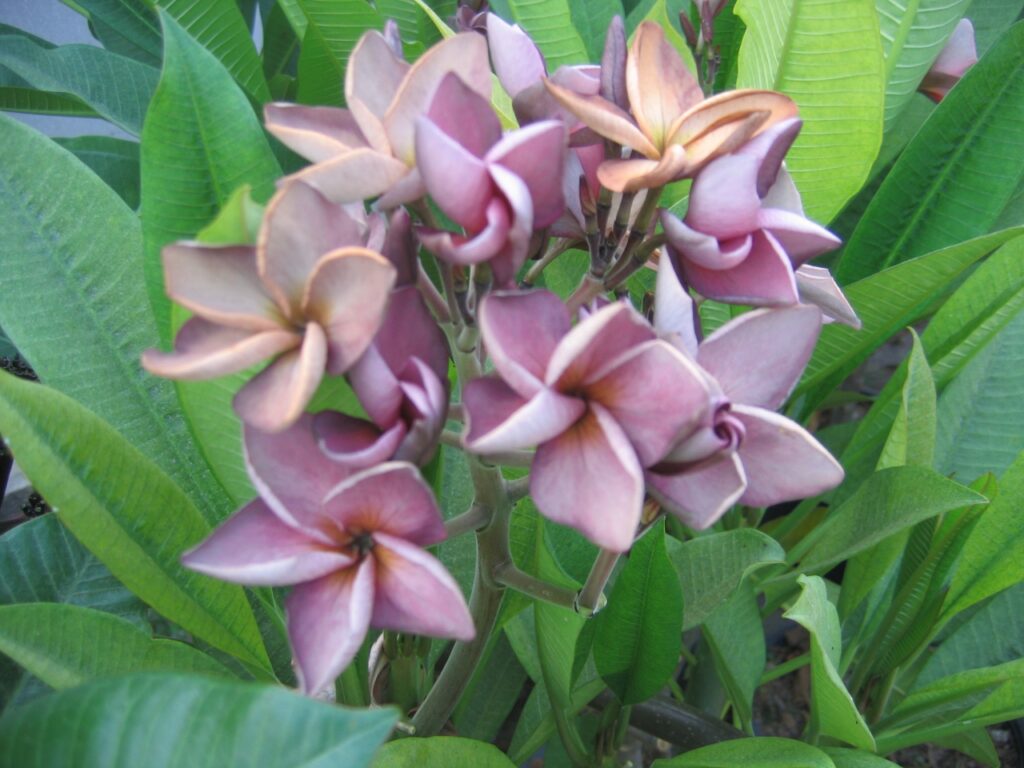Purple Jack plumeria photo