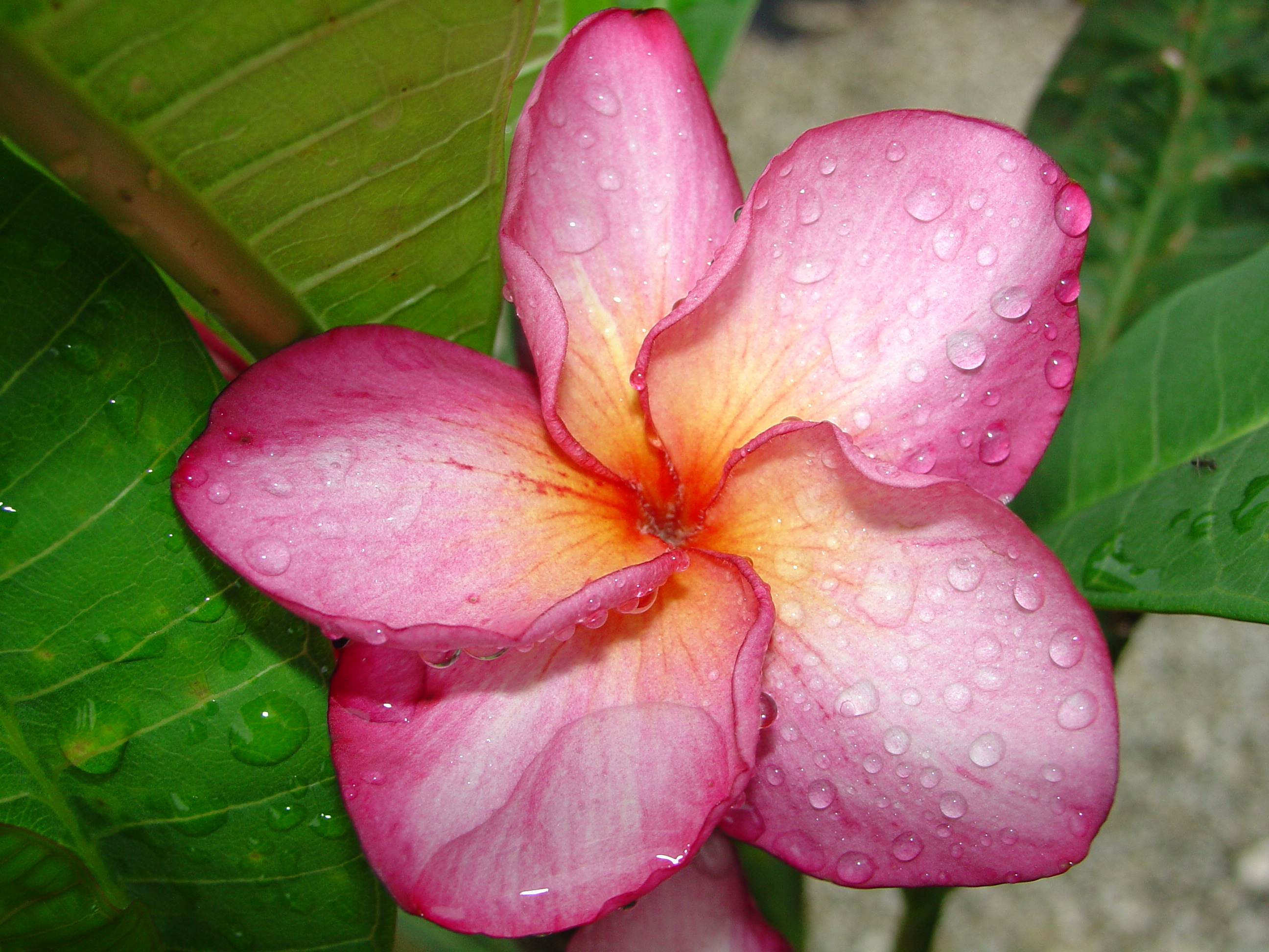 Purple Jade Dragon plumeria photo