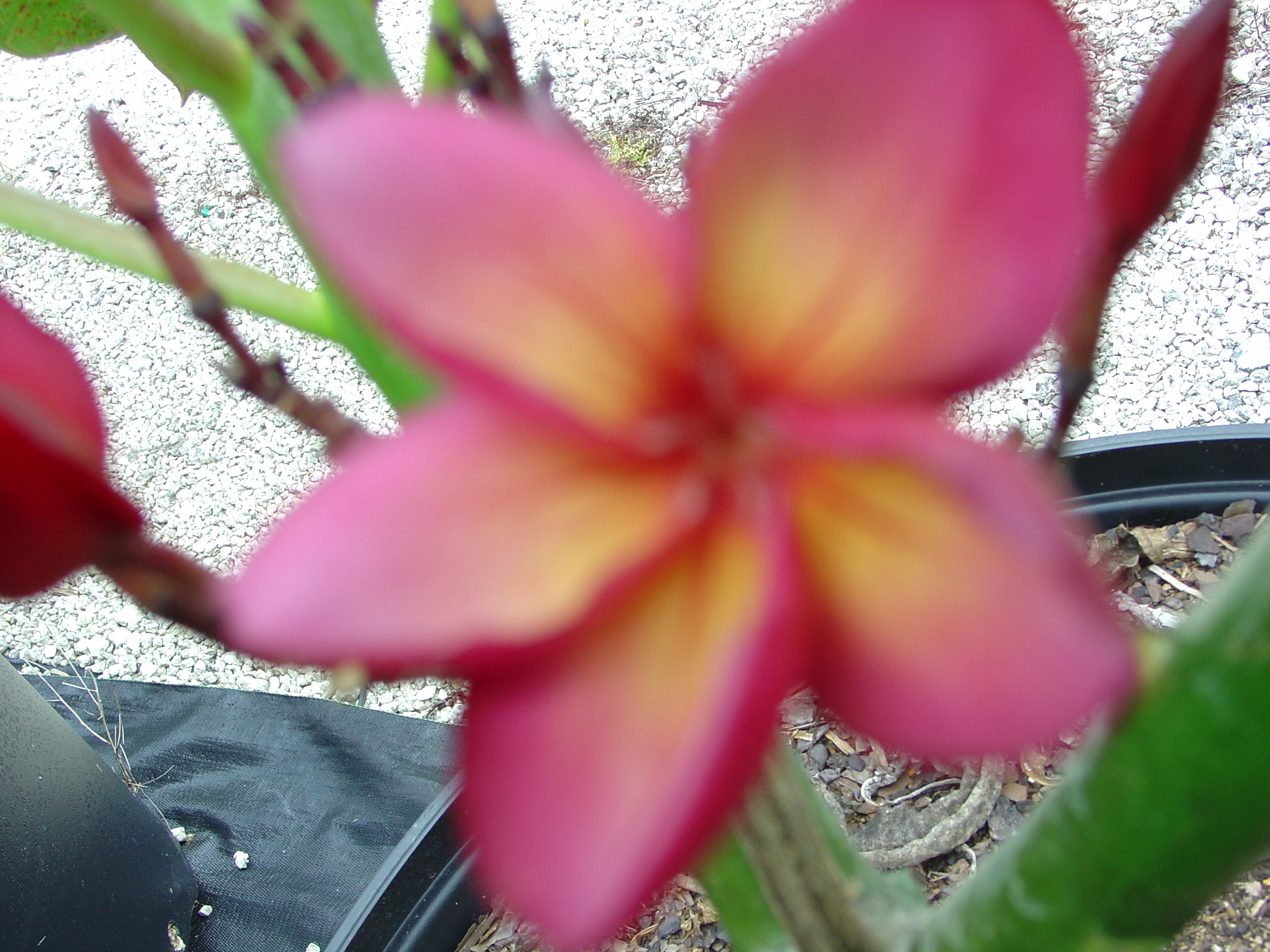 Purple Jade Dragon plumeria photo