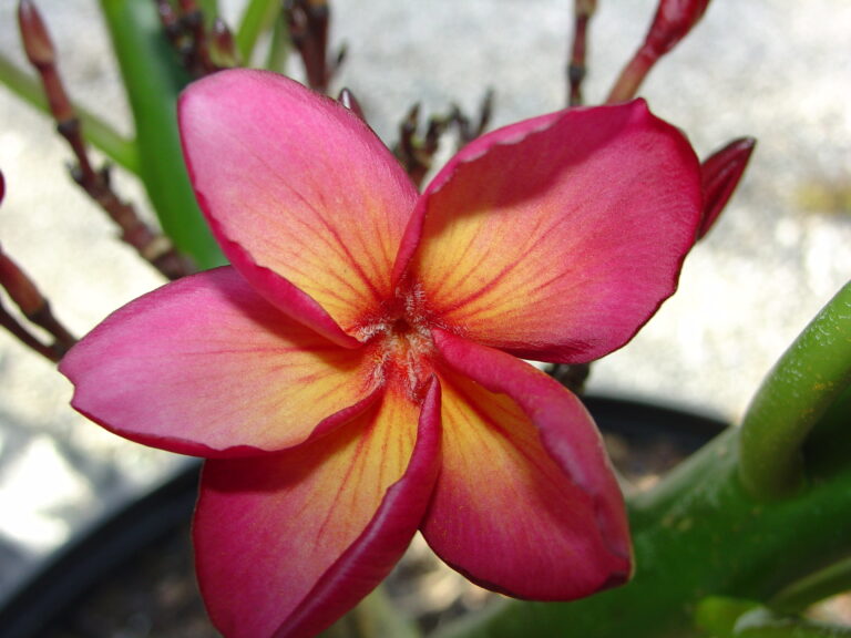 Purple Jade Dragon plumeria photo